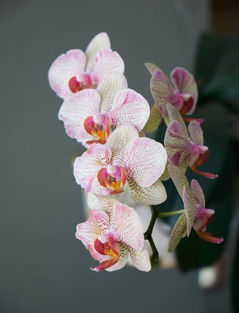 Orquídeas regalo para amantes de las plantas