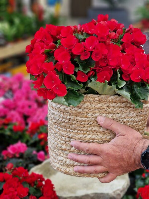 Plantas día de la madre