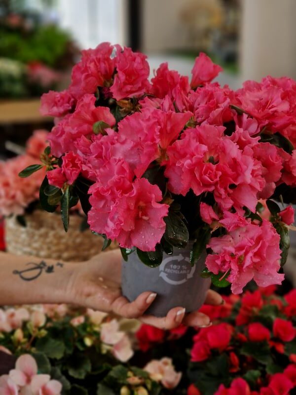 Plantas día de la madre