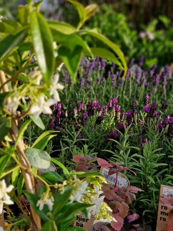 Descuentos plantas aniversario Esgarden