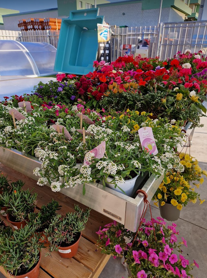 Descuentos plantas aniversario