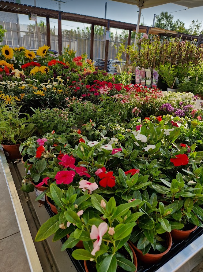 Promoción aniversario plantas