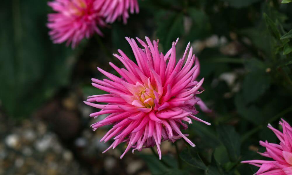 dalia cactus