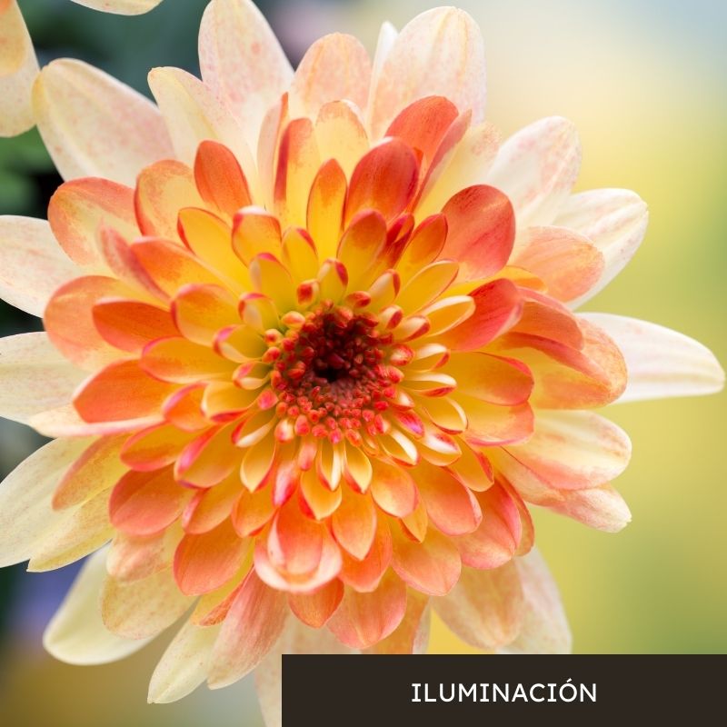 iluminacion dalia