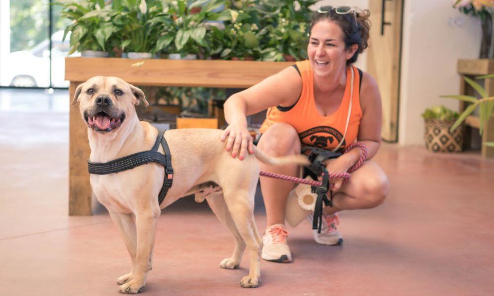 Adopción de mascotas