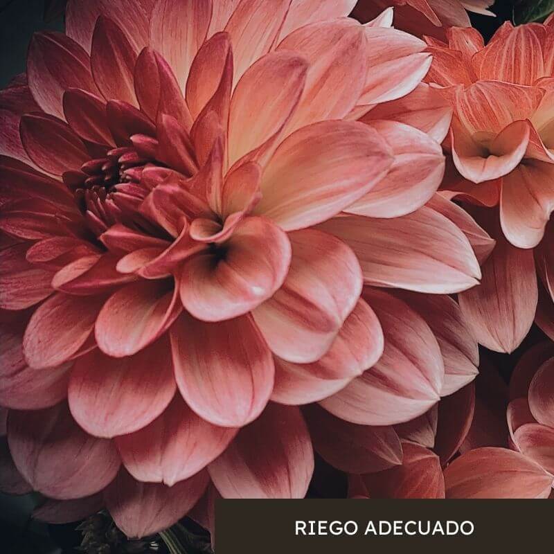 riego dalia