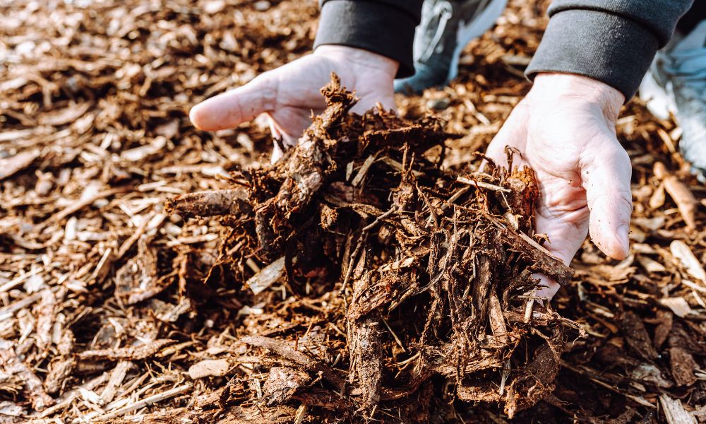 tipos de mantillo para plantas