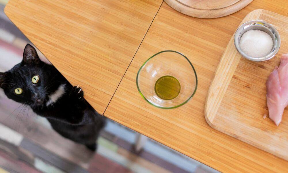 alimentación de humanos para gatos