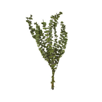 Ramo de eucalipto 85 gr