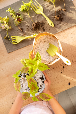 plantas de interior con substrato de perlita