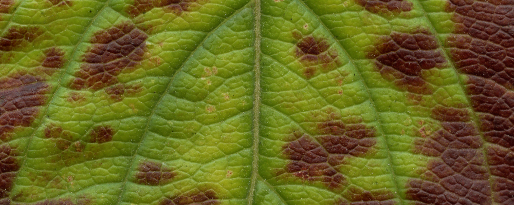 Hoja verde con manchas marrones de cerca.