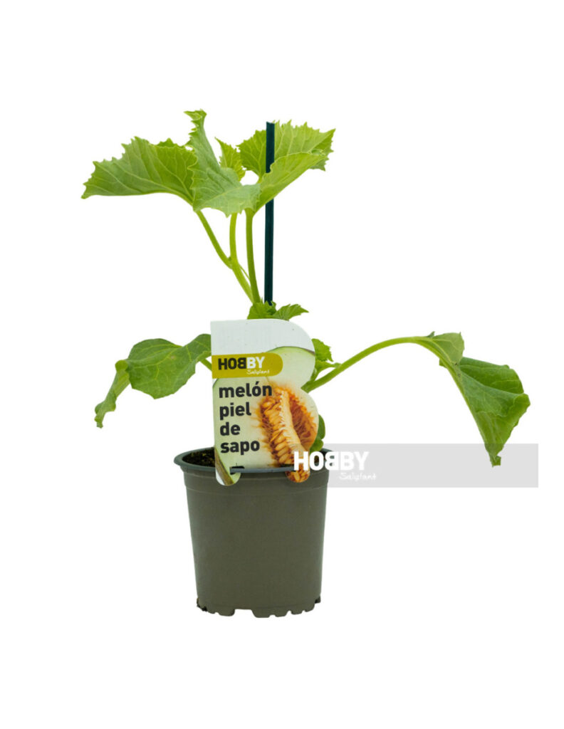 Planta de melón piel de sapo en maceta