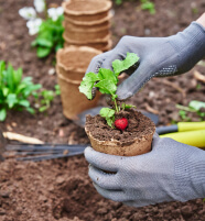 Manos con guantes plantando rábano en maceta
