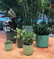Varias plantas en macetas verdes sobre suelo terracota