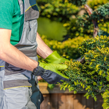 Jardinero podando arbusto con guantes verdes
