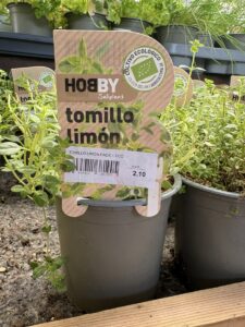Maceta de tomillo limón ecológico en vivero