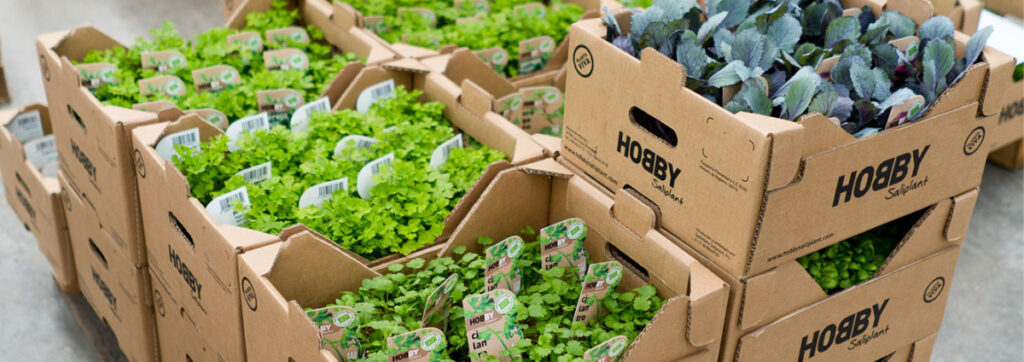 hero hobbysaliplant